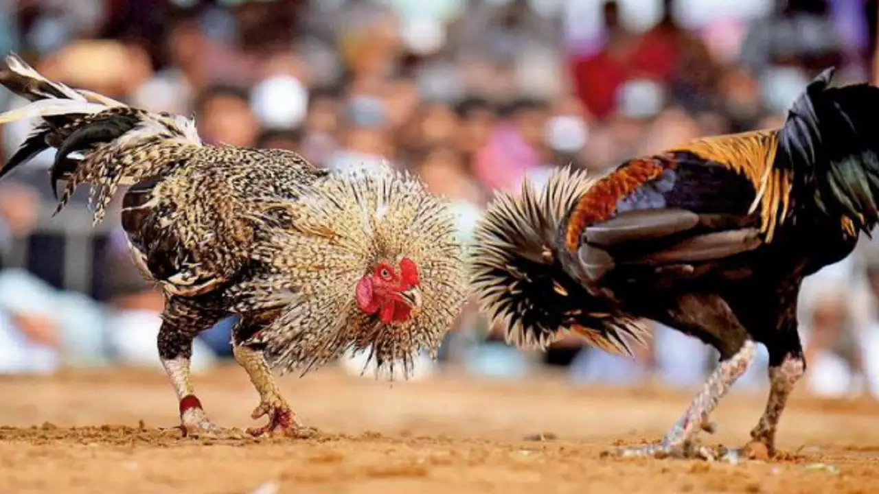Cockfighting in Andhra goes from rural pastime to Rs 2,000 cr betting spectacle