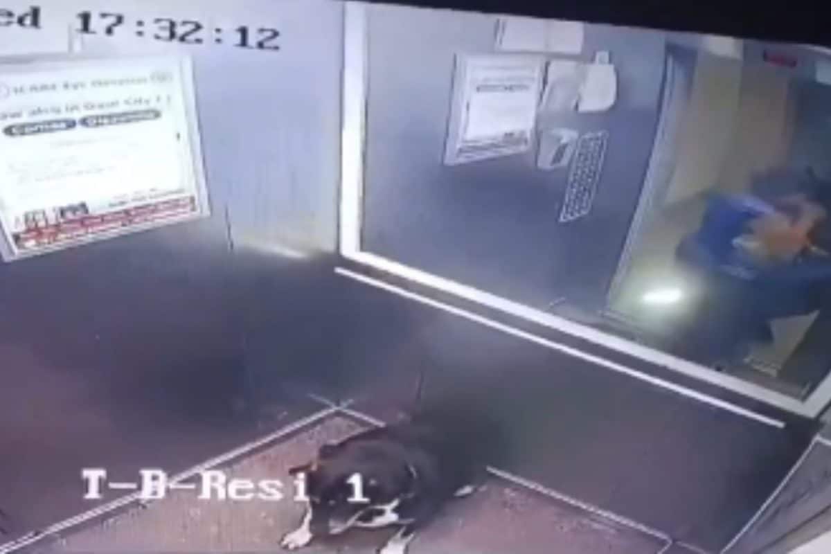 Woman Assaults Boy Over Dog’s Entry Inside Society Lift In Greater Noida West, Detained