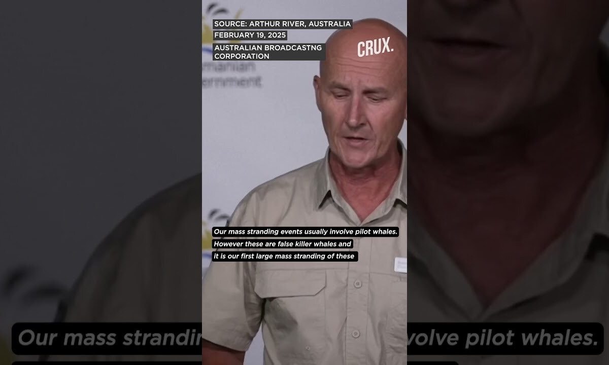 Dozens of False Killer Whales Stranded on Tasmania Beach to be ‘Euthanised’