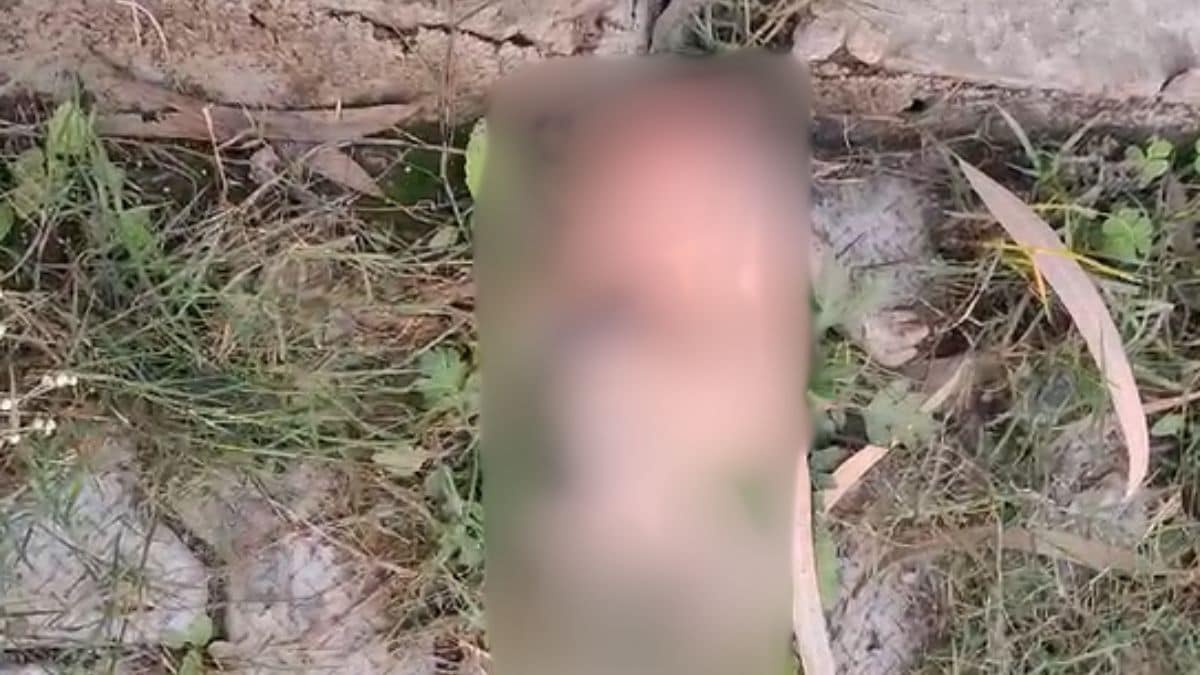 Newborn’s Head Eaten By Dogs At UP Hospital, Doctors Blame Family