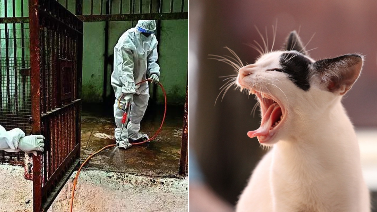 In a first in India, bird flu detected in domestic cats