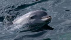 US marine park investigated over animal welfare concerns