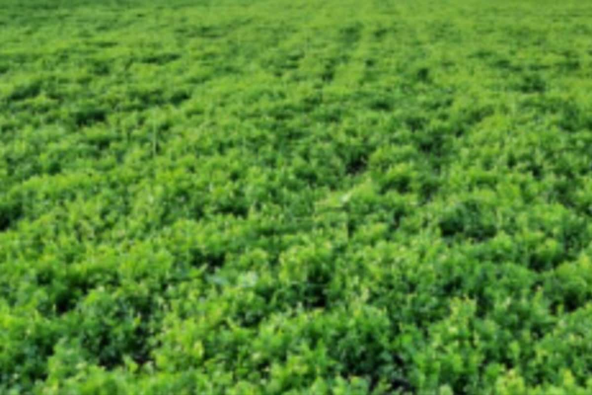 Love A Sprinkle Of Coriander On Your Favourite Dish? Here’s How To Plant It In Summer