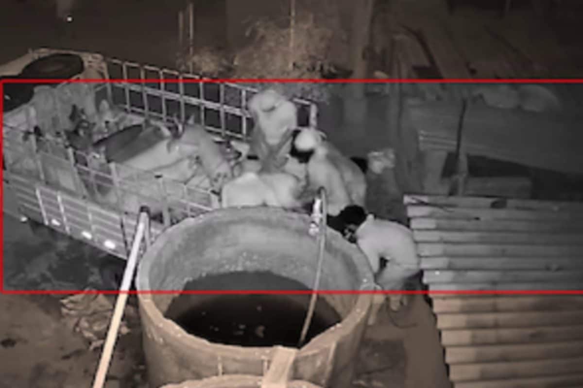 Gang Steals 100 Pigs Worth Over Rs 8 Lakh From 2 Sheds On The Outskirts Of Bengaluru