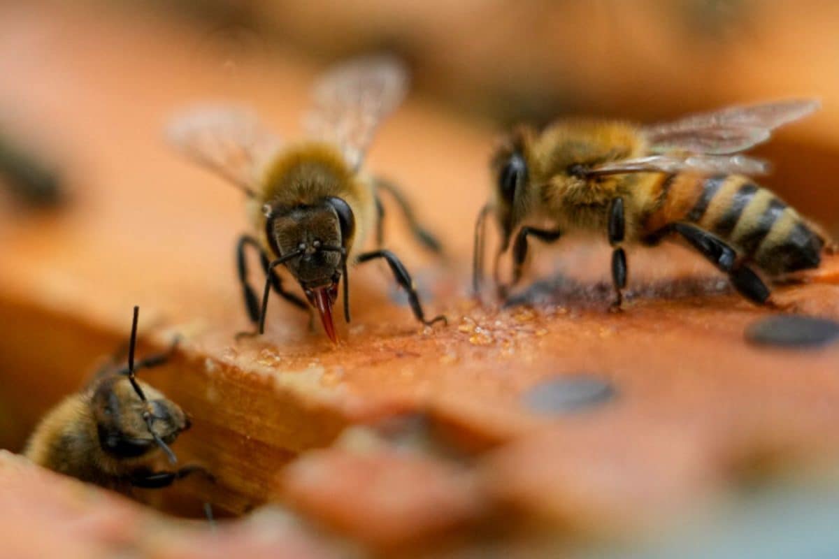 Bomb Threat Triggers Much Bigger Problem At Kerala Collectorate – A Bee Attack
