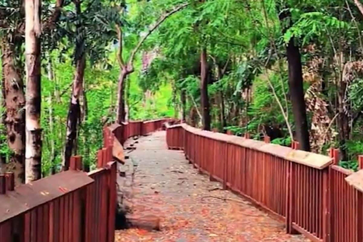 Mumbai’s First Elevated Nature Trail Offering Serene View Opens For Public Today | Video