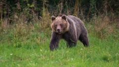 Slovakia backs plan to shoot 350 bears after man killed in attack