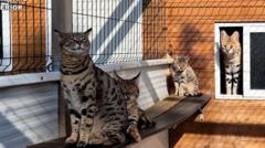 Couple arrested for breeding exotic cats in Spain