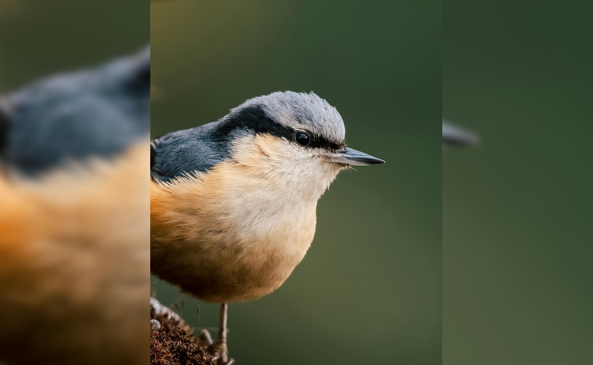 Secret Mathematical Rule Has Shaped Bird Beaks For 200 Million Years