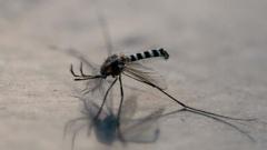 Colombia declares health emergency after dozens die of yellow fever
