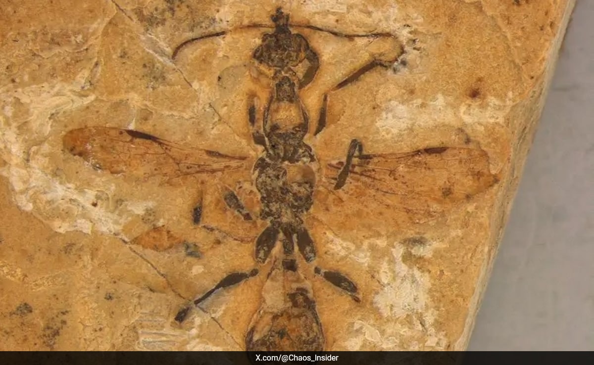 Fossil Of 113-Million-Year-Old ‘Hell Ant’ That Lived With Dinosaurs Discovered In Brazil