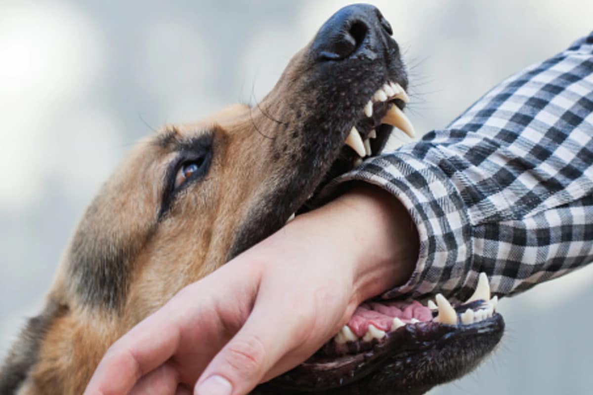 Ten Kids Attacked By Stray Dogs In Madhya Pradesh, Hospitalised