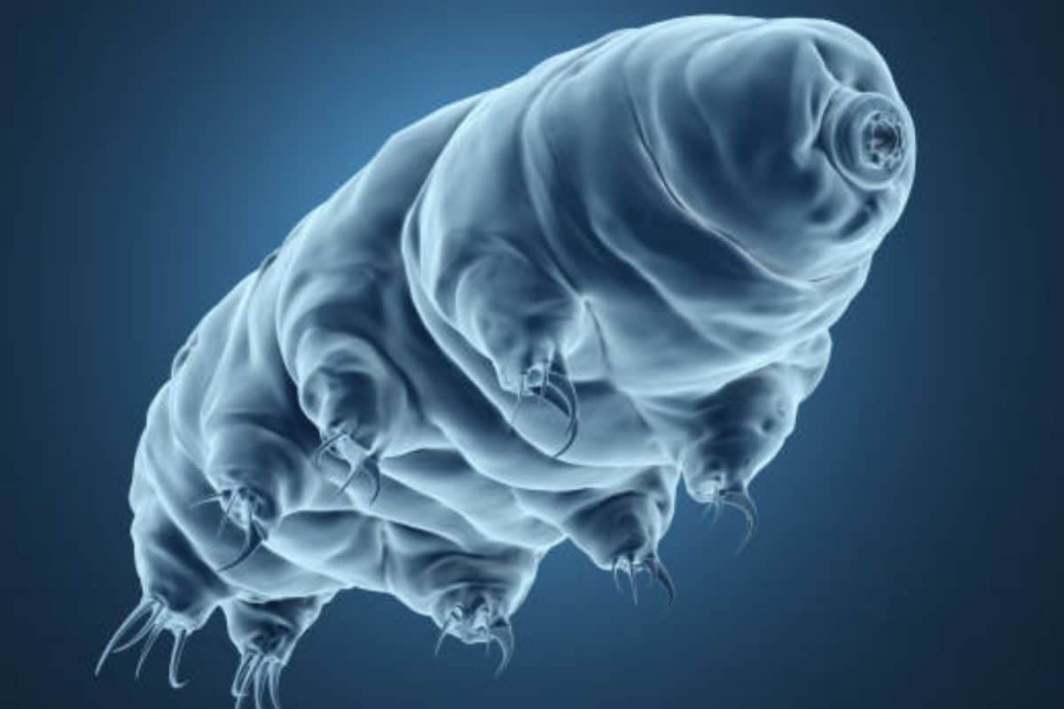 What Are Water Bears? ISRO May Send Them To Space Station With Axiom-4 Mission