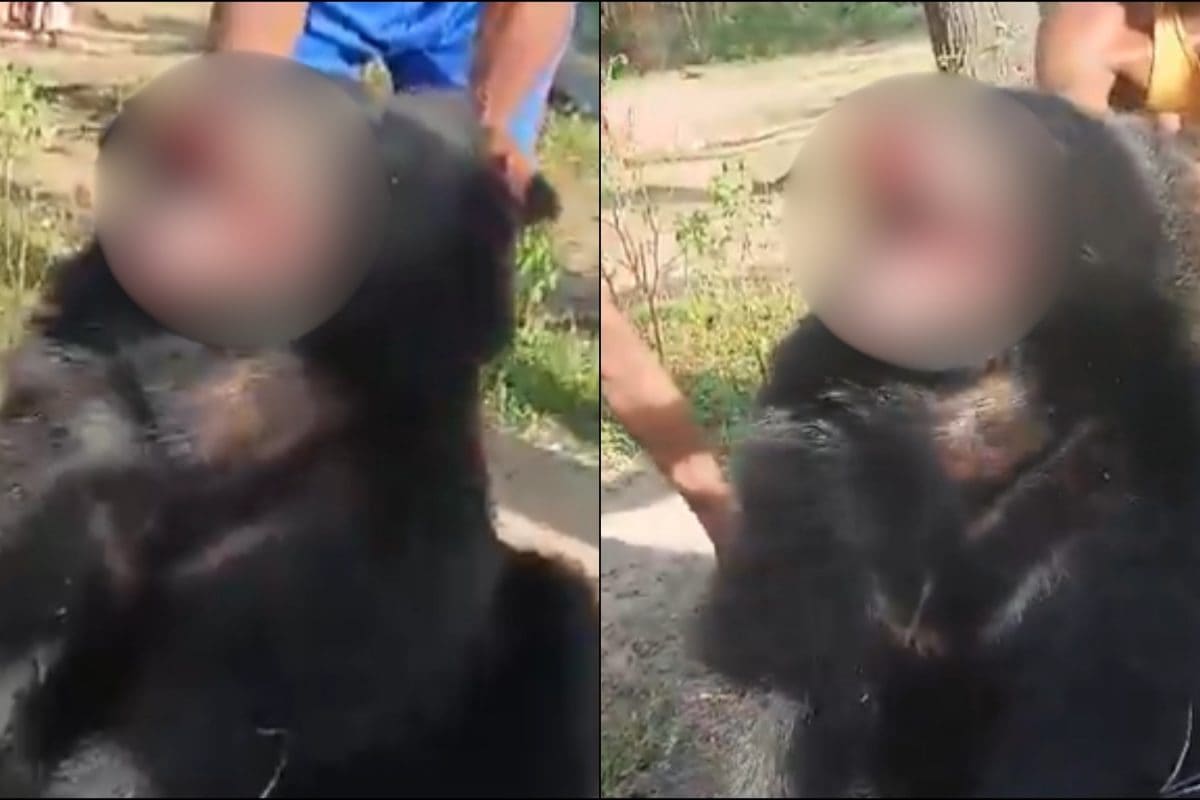 ‘Nails Plucked, Beaten With Sticks’: Bear Tortured To Death In Chhattisgarh Village, Probe On