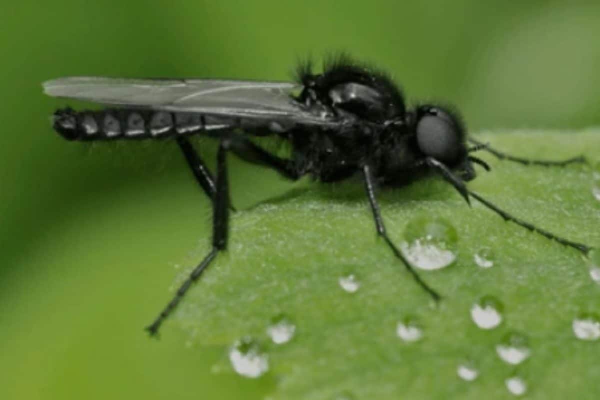 Blood-Sucking Fly That Can Cause Human Blindness Identified In Darjeeling, Kalimpong