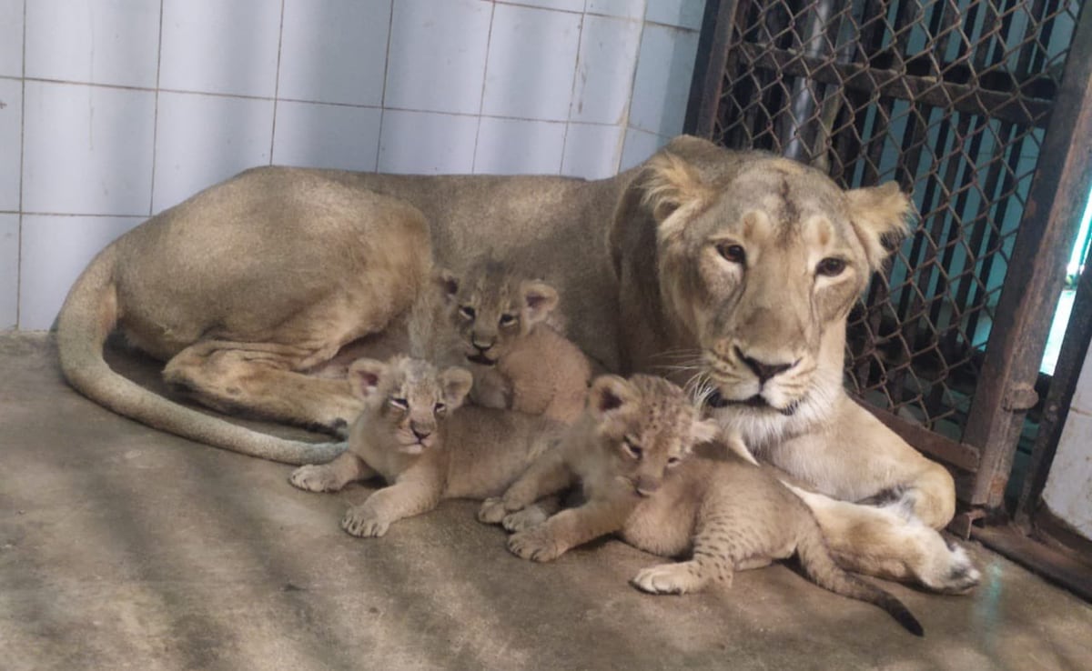 Lioness Rupa Gives Birth To 3 Healthy Cubs At UP’s Etawah Safari Park