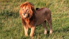 Girl, 14, killed by lion in Kenya