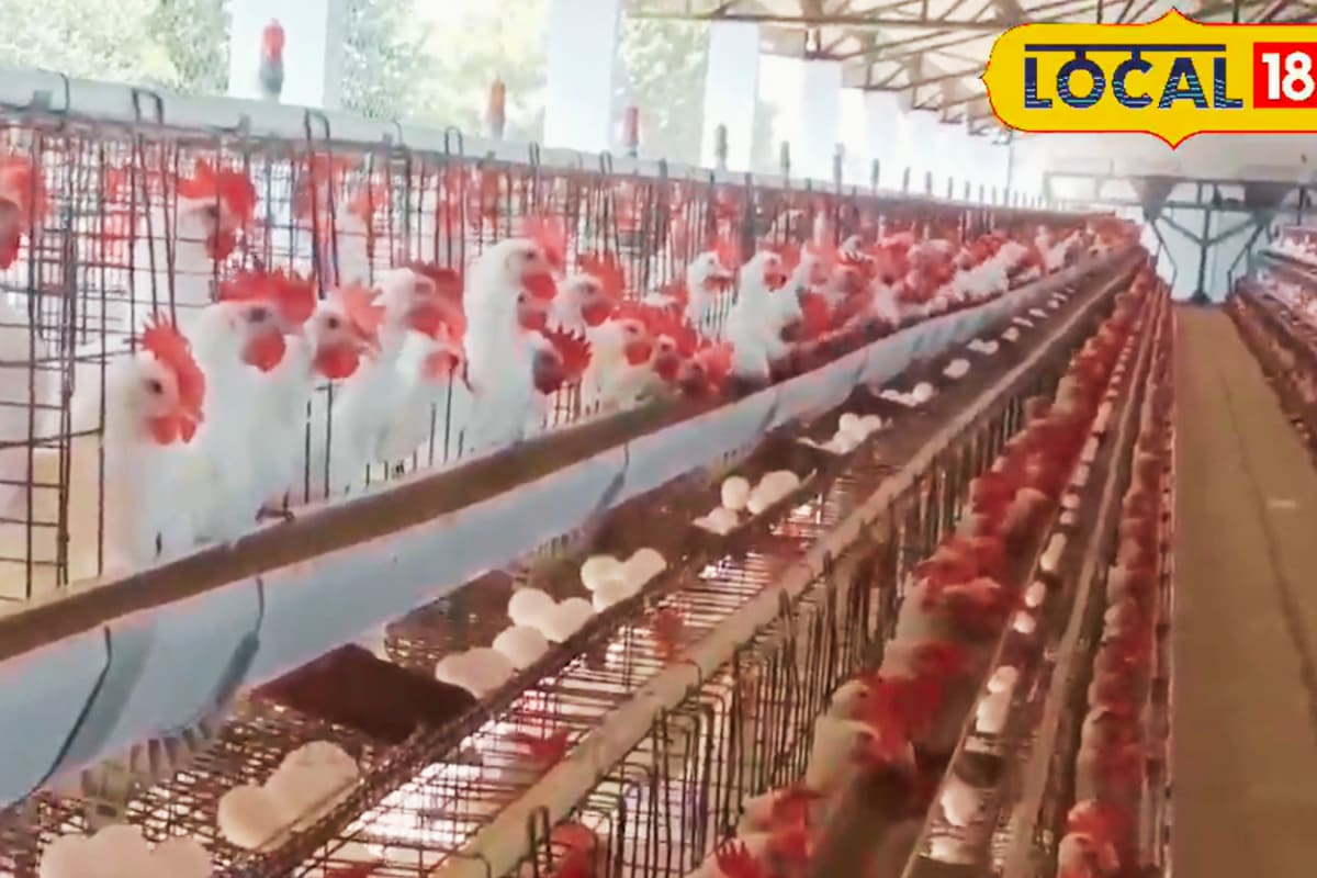 Tamil Nadu Mayonnaise Ban: What’s The Impact On Egg Prices?