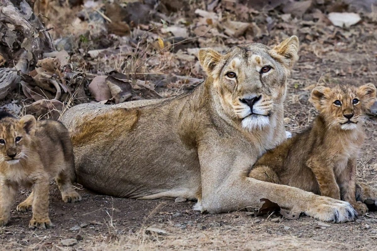 One Asiatic Lion Died Every Alternate Day In Gujarat In 2024, Highest Since 2020: Govt Data