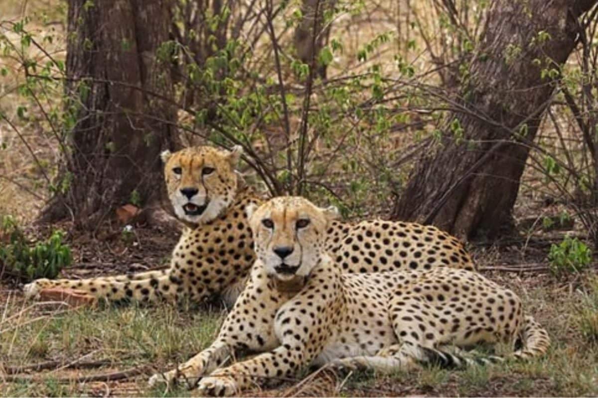 Two African Cheetahs To Be Moved From Kuno To Gandhi Sagar As Govt Eyes Import Of Third Batch Soon