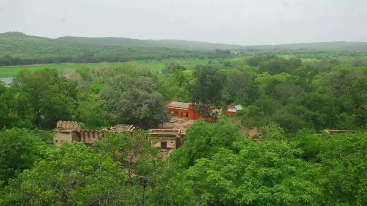 ‘Roaring’ row: VIPs party at Ranthambore, shatter tiger zone tranquility