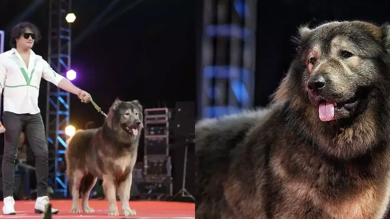 Rs 50-crore wolfdog was a hoax? What ED said