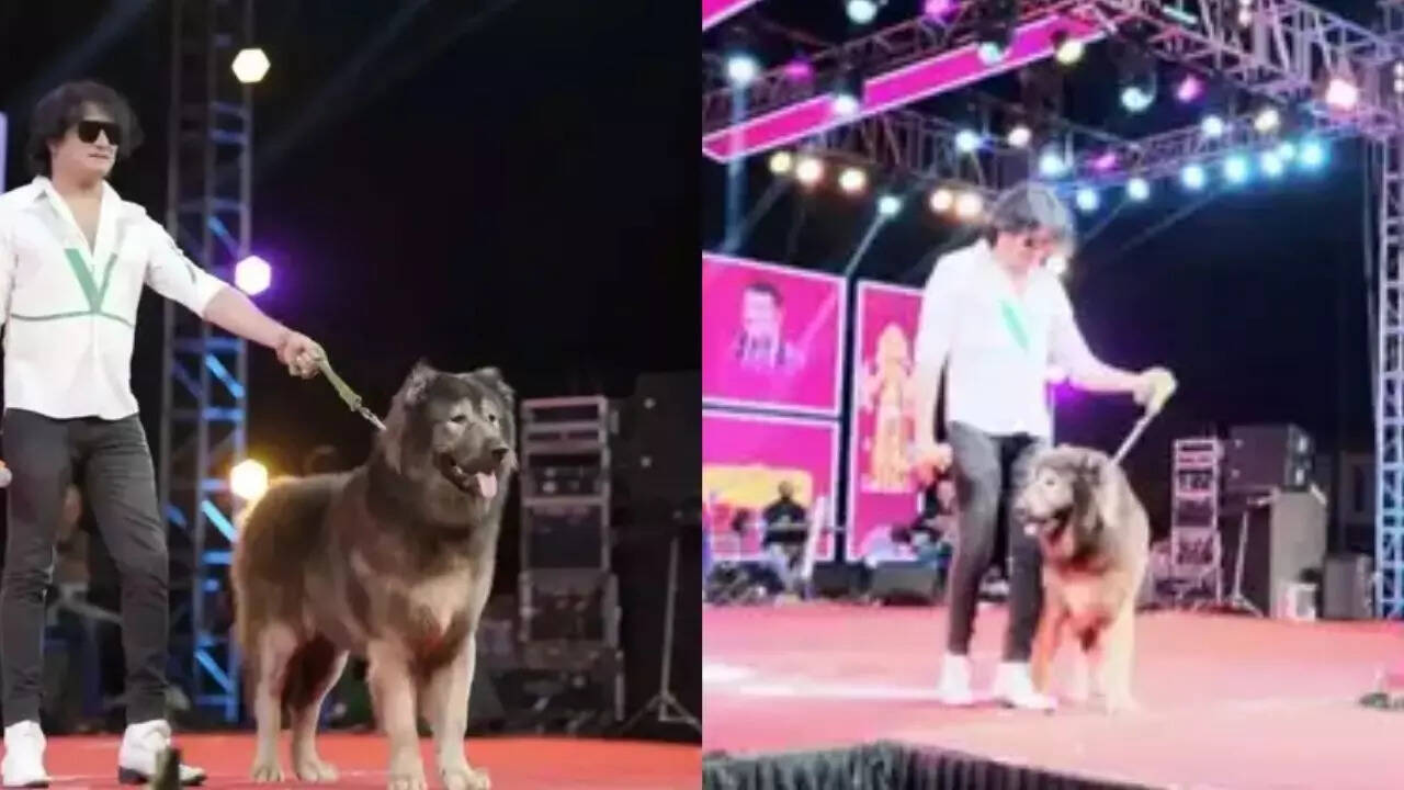 ED raid at Bengaluru breeder’s house shows Rs 50cr wolfdog story fake