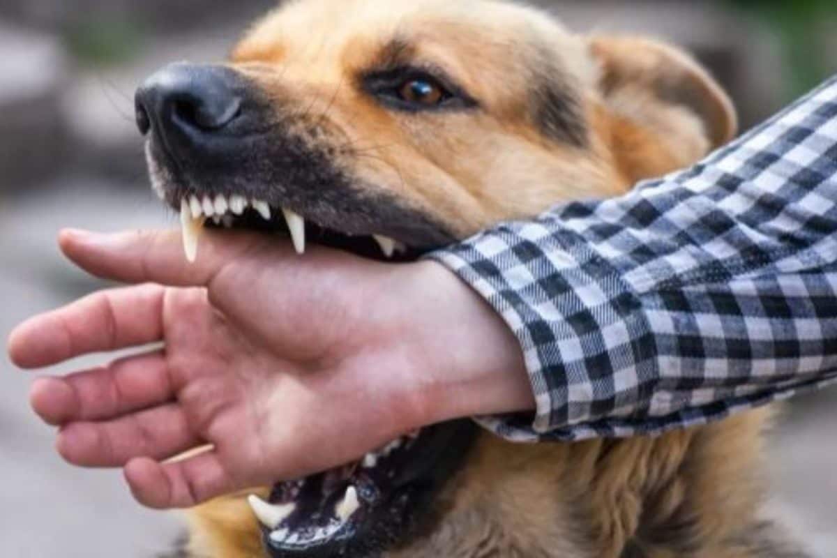 Churachandpur Village Declared Containment Zone After Multiple Rabies Cases Of Rabies