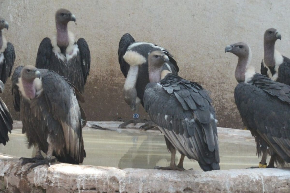 34 Captive-Bred, Critically Endangered Vultures Relocated From Haryana To Maharashtra For Wild Release