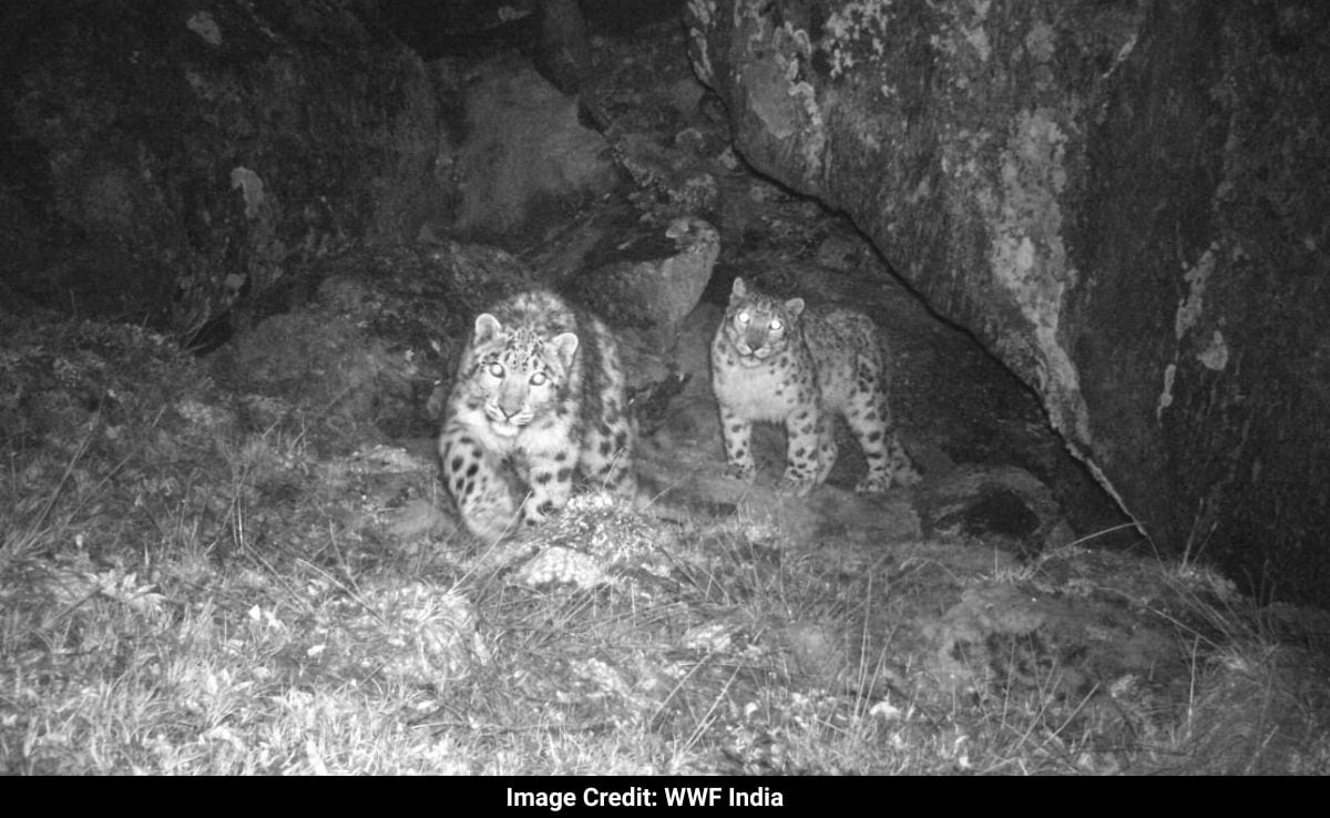 Sikkim’s ‘Wild’ Golden Jubilee Gift: 21 Endangered Snow Leopards Identified