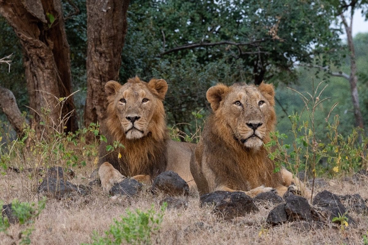 India’s Pride Grows: Asiatic Lion Population Hits 891, Soars 70% In 10 Years