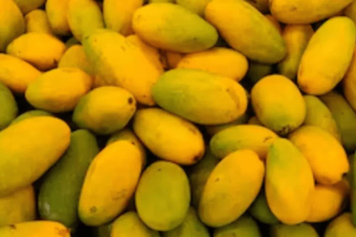 Mangoes Of India: From Alphonso To Dasheri, Exploring Varieties Of Country’s Most Loved Fruit | VFX