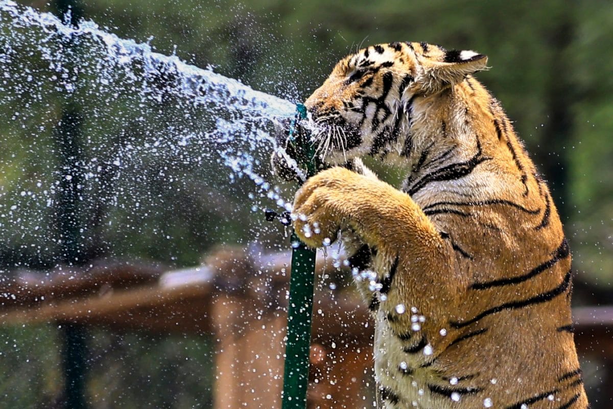 Ice Cream, ‘Sattu’: Animals At Rajasthan’s Biological Park Get Special Treats To Beat The Heat