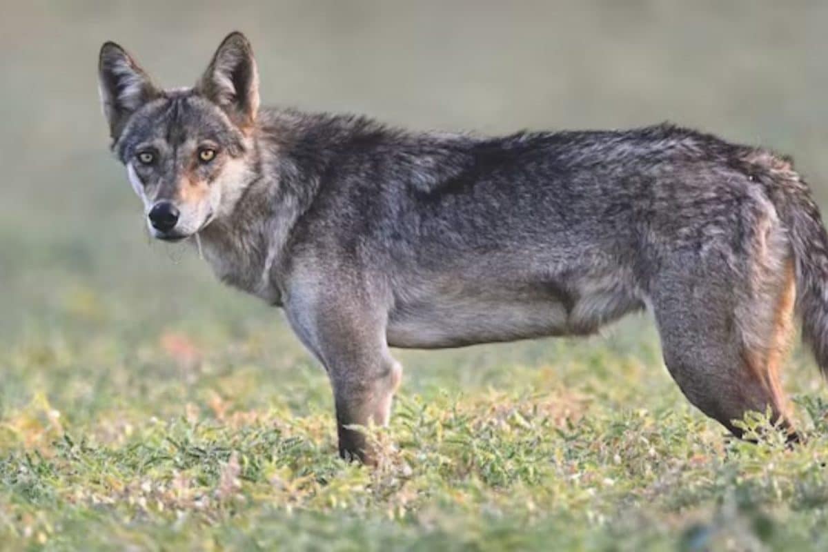 Why The Rare Grey Wolf Being Spotted In Delhi After 80 Years Is A Big Deal
