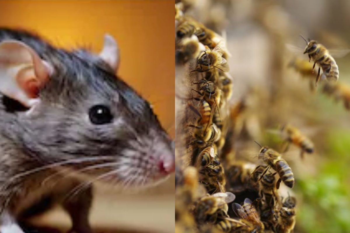 Why Armies Are Recruiting Rats, And What India Is Doing With Bees | Explained
