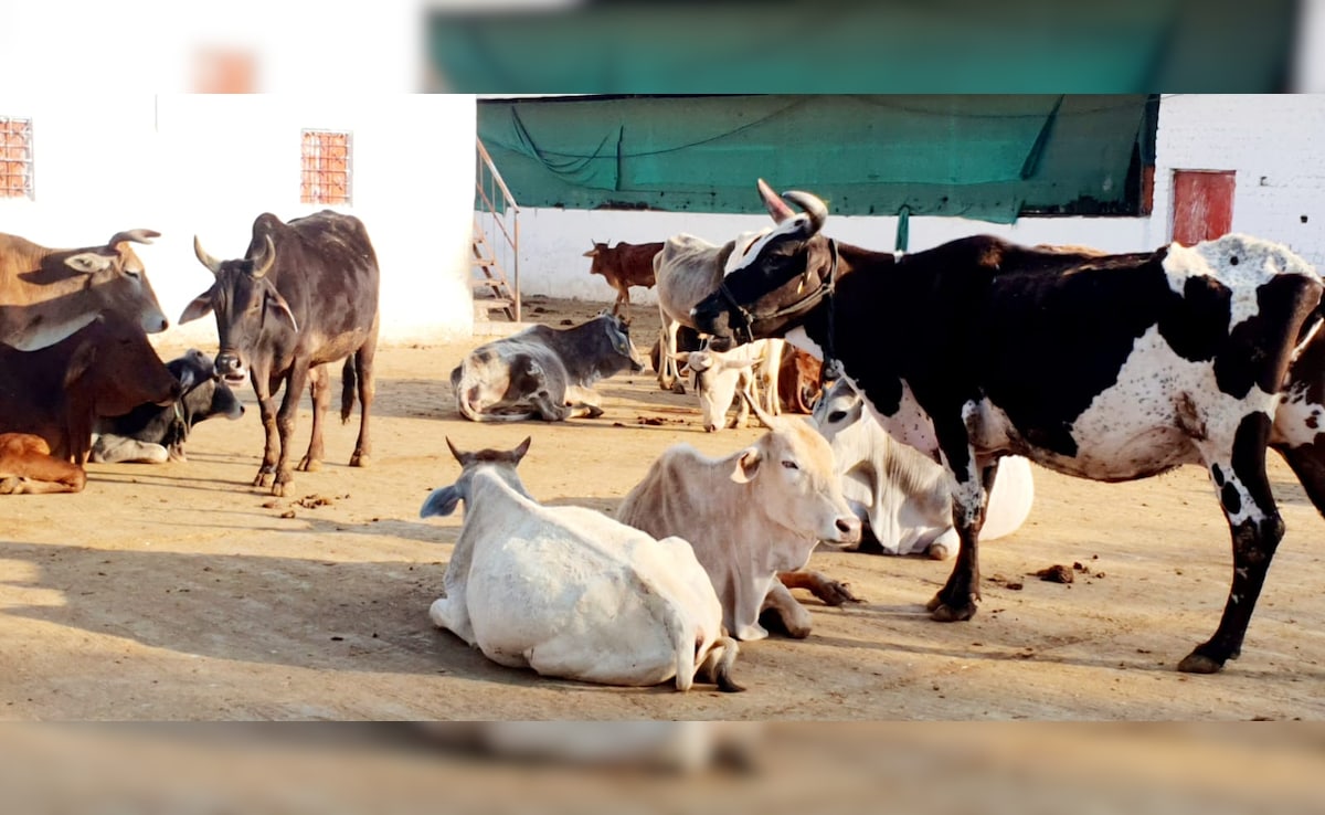 Cow Races To 3rd Floor Of Pune Building To Escape Stray Dogs, Rescued