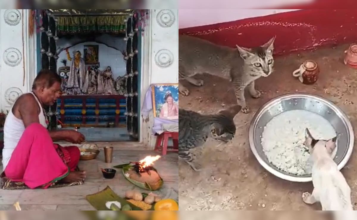 In 300-Year-Old Odisha Temple, VIP Darshan For Cats