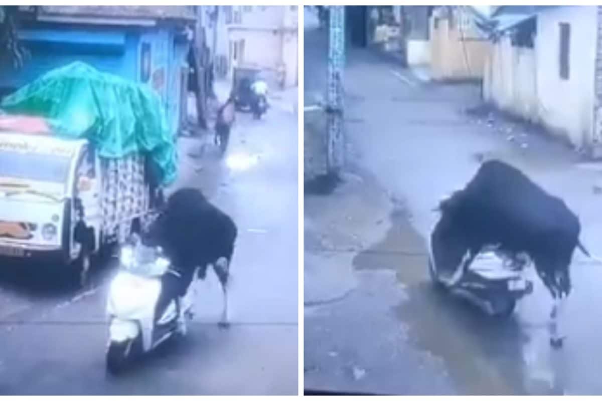 ‘Bro Just Wanted A Test Drive’: Netizens In Splits After Bull Takes Scooter For A Spin In Rishikesh