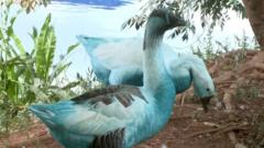 Watch: Wildlife dyed blue in São Paulo chemical spill