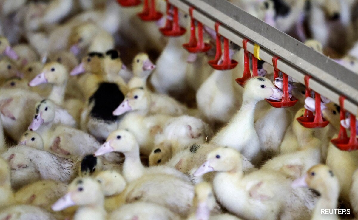 World’s Largest Chicken Exporter Brazil Confims Bird Flu Outbreak