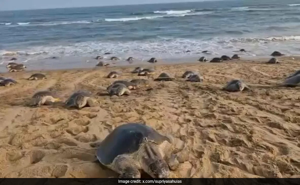 Odisha Tagged Olive Ridley Turtle Travels 1,000 Km To Andhra Coast In 51 Days