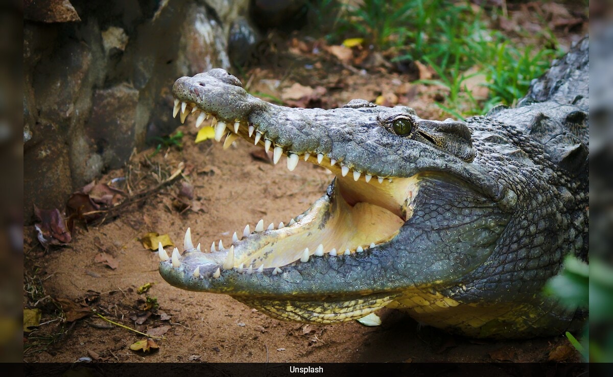 5 Survive Bolivian Alligator-Filled Swamp For 36 Hours After Plane’s Emergency Landing