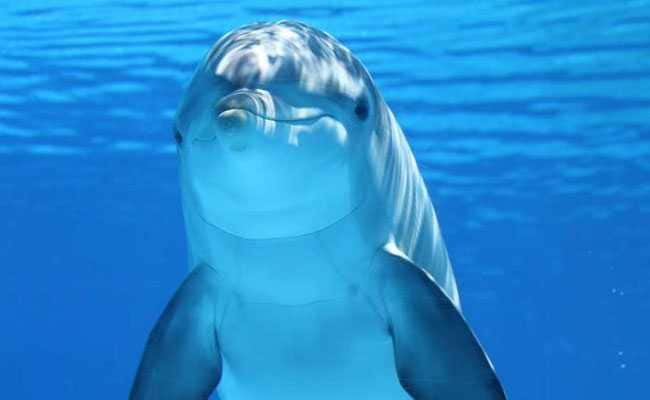 Faces You Hear? Dolphin ‘Signature Whistles’ Might Be What Facial Expressions Are To Us