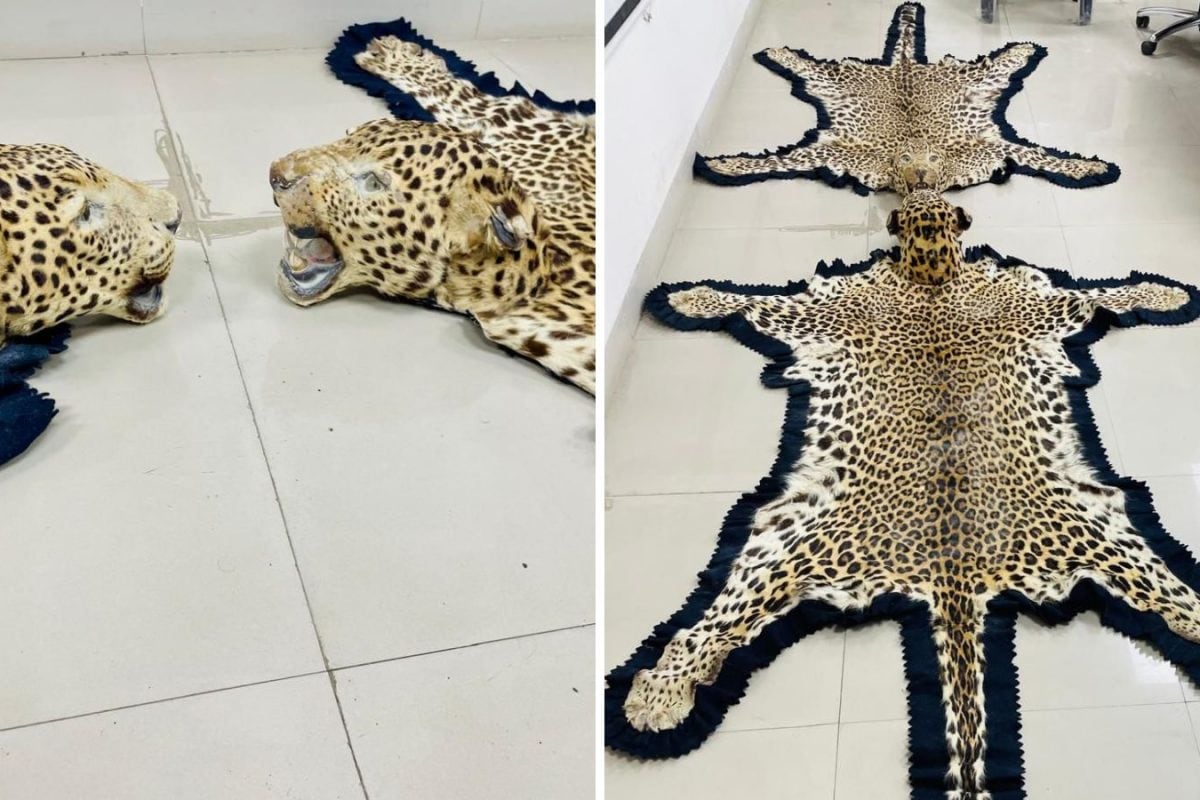 Nagpur DRI Seizes Leopard Skins, Ivory In Ujjain Wildlife Trafficking Bust