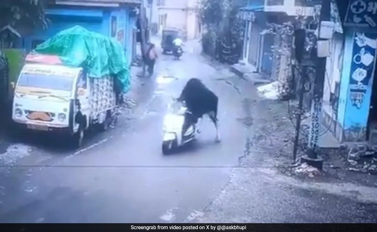 Video: Bull Takes A Scooter Ride In Rishikesh, Internet Can’t Handle It