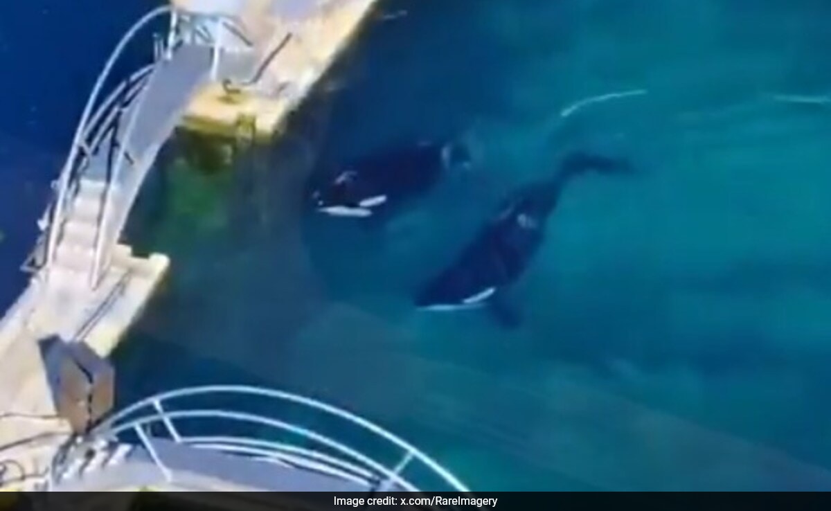 Killer Whales Trapped In Abandoned French Marine Park 4 Months After Closure