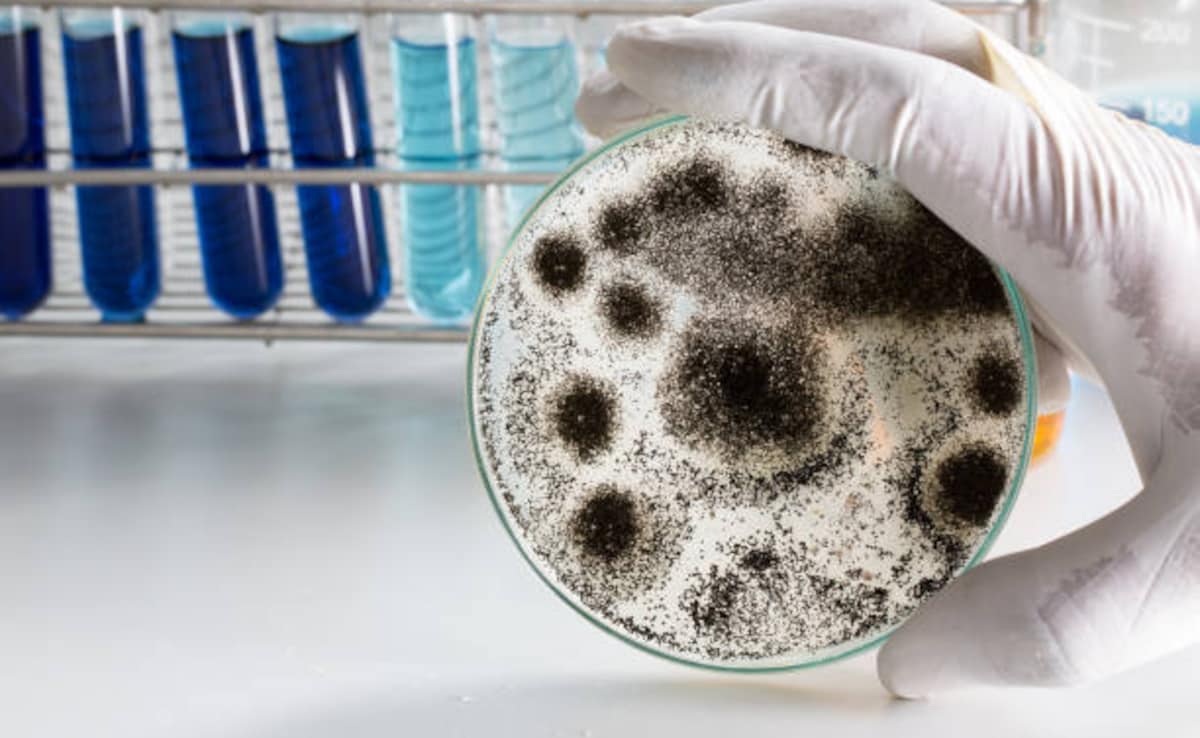 Aspergillus: The Fungi That Can Eat Humans ‘Inside Out’, Spark A Pandemic