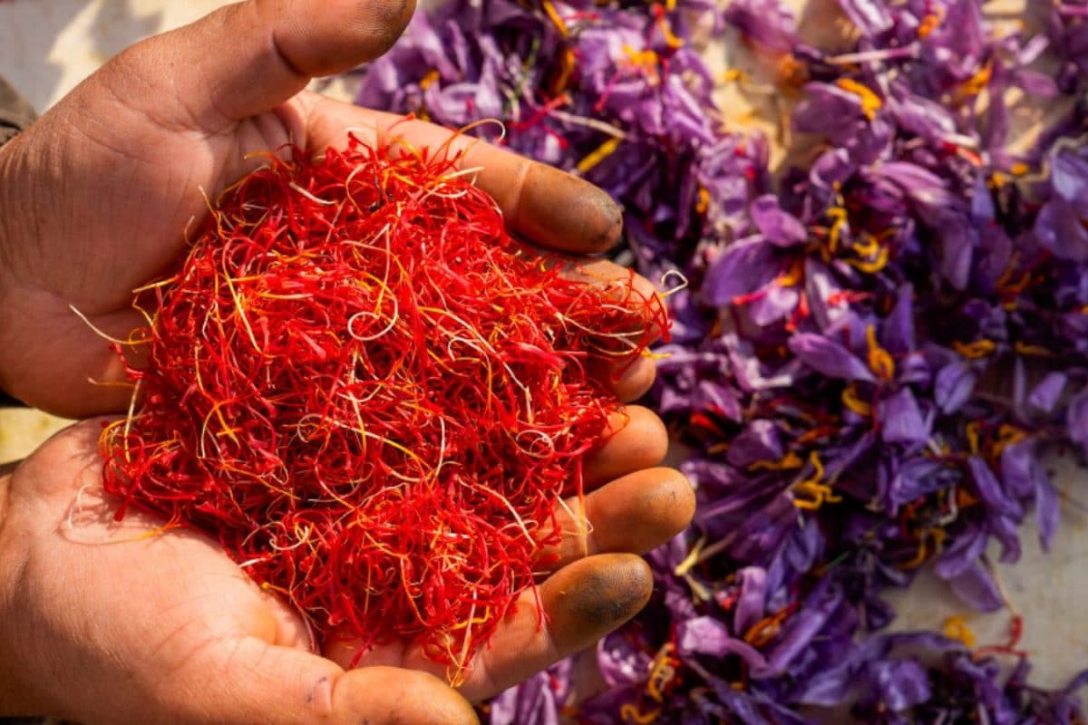 Saffron Shoots Up To Rs 5 Lakh Per Kilogram After Pahalgam Attack