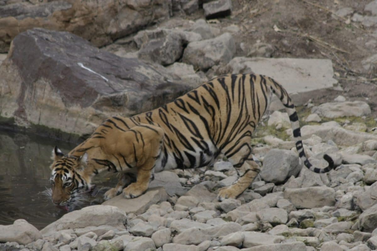 Ranthambore Tigress Kills Forest Ranger Weeks After Killing 7-Year-Old Boy
