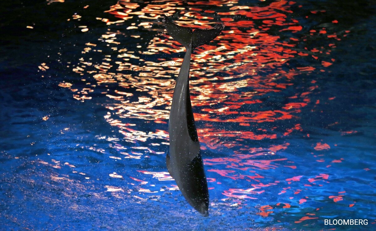 Ex-CEO Of Ocean Theme Parks Defends Record After Dolphin Deaths